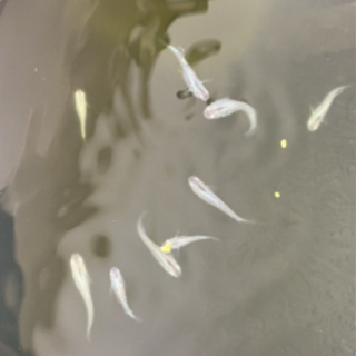 月虹メダカ 張子〜稚魚 15匹セット