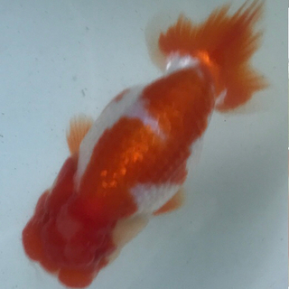らんちゅう仲間募集