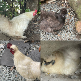 ニワトリ　烏骨鶏　オスメス　