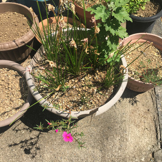 タマスダレ？小菊、松葉牡丹が入った鉢1つの画像