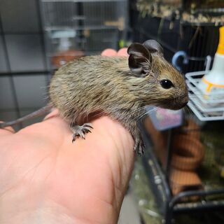 デグー赤ちゃんと大人里親募集しています