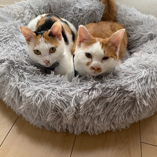 里親募集です(茶トラ雄♂)