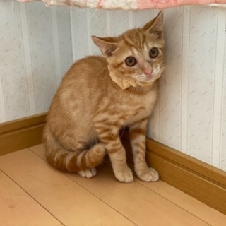 家の前に捨てられてました。