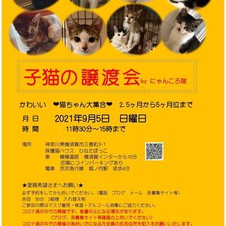 満席に付募集終了　9/5  子猫の譲渡会　BYにゃんころ隊