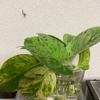 ポトス マーブルクイーン カット苗の画像