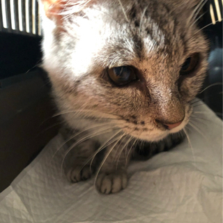 緊急、飼い主死亡で行き場がなくなりました。