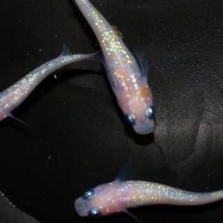 王華めだか 白綾系統　１３匹