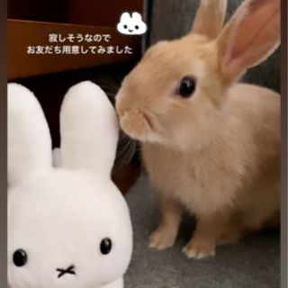 ミミちゃんです♡