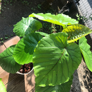 ウンベラータ★観葉植物の画像