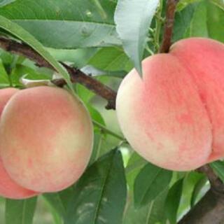青森県産　桃　4個