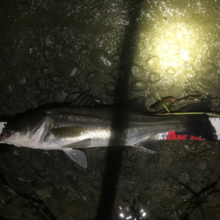 シーバス　釣り　衣浦ちょこっとウェーディング