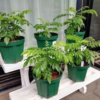 カレーリーフ Curry tree 5号鉢 1鉢