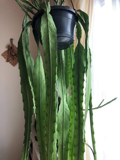 クジャクサボテン　植物