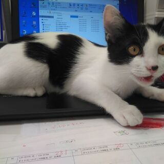 保護猫4ヶ月位の女の子写真をアップしました