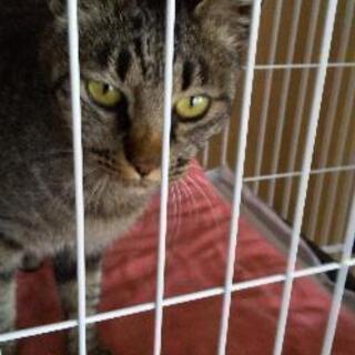 猫好きで心優しい方里親になって下さい