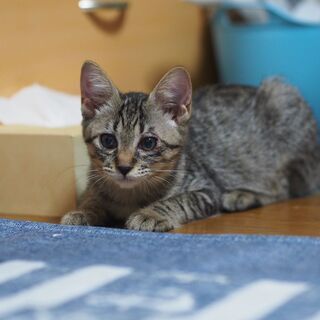 とてもフレンドリー３姉妹キジ子猫メメちゃん
