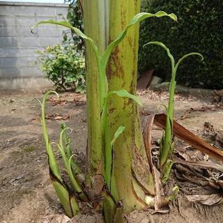 ジャパニーズバナナ 苗　1本の画像