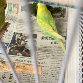 迷子のセキセイインコ