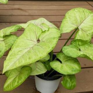 観葉植物３点セット シンゴニウム、オリヅルラン、 ポトス
