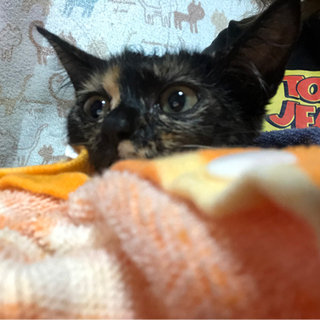 生後推定4ヶ月の子猫4匹の里親を募集しています