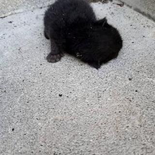 子猫里親募集