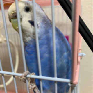 セキセイインコが逃げてしまいました。探しています