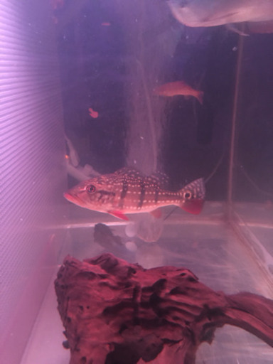 キクラ3匹セット　お買い得　熱帯魚