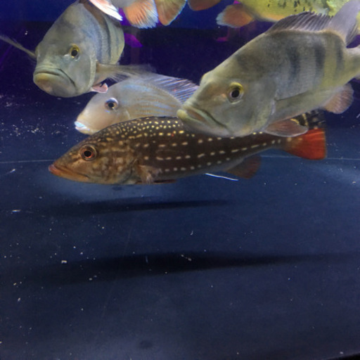 キクラ3匹セット　お買い得　熱帯魚