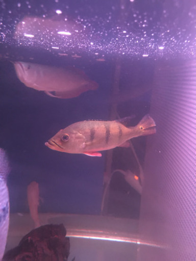 キクラ3匹セット　お買い得　熱帯魚