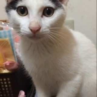 坊ちゃんカットの元気な男の子