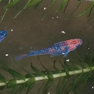 月弓メダカ 卵15個＋α
