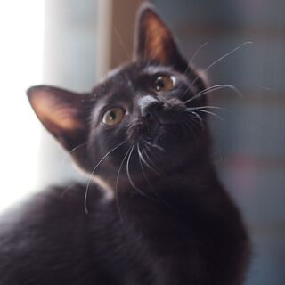 ３姉妹の黒猫きらりちゃんの画像