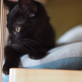 ３姉妹の黒猫きらりちゃん - 猫