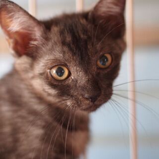 ３姉妹の黒猫きらりちゃん − 兵庫県