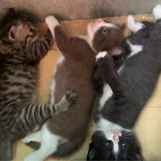 生後1ヶ月の3兄弟