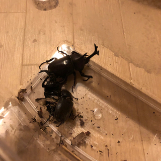 国産カブトムシ　幼虫　取り放題！の画像