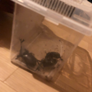 国産カブトムシ　幼虫　取り放題！の画像