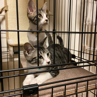 【仔猫4ヶ月】キジ白の仲良し兄弟　２匹一緒の譲渡希望