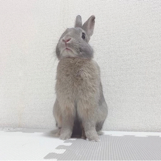 【取引中】