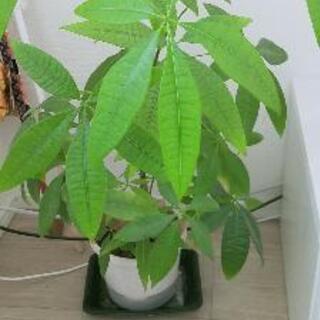 相談中 緑植え