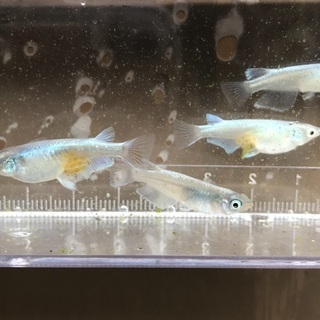 プラチナ星河リアルロングフィンメダカ　　1匹600円　の画像