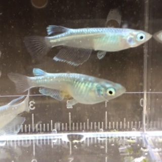 プラチナ星河リアルロングフィンメダカ　　1匹600円　の画像
