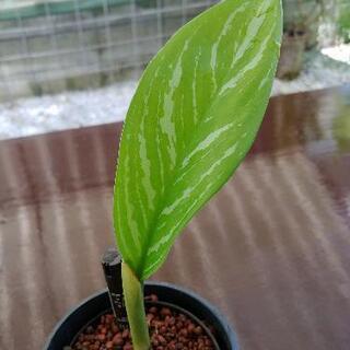 希少種】アグラオネマ カーティシー