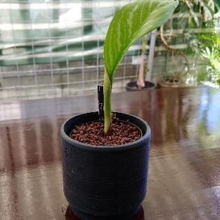 希少種】アグラオネマ カーティシー