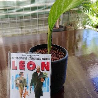 希少種】アグラオネマ カーティシー