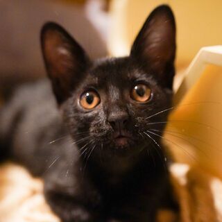 黒こねこのおうち探し！