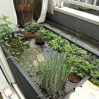 ビオトープ