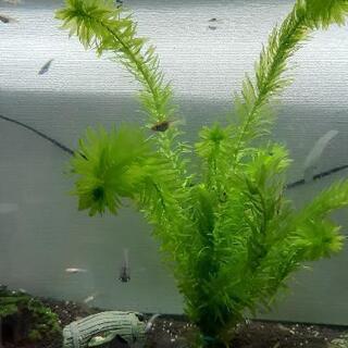 ② レッドラムズホーンお譲り致します5匹～😊👋おまけで、水草(約5本位)お付けします😊の画像