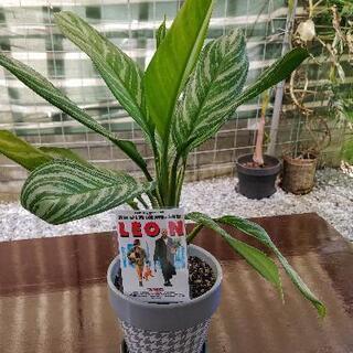 お取引中】【希少種】アグラオネマ カーティシー（大）