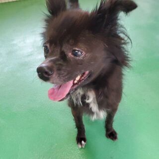 譲渡が決まりました　ありがとうござい　ました